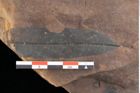 Foto (Detailsansicht) von Quercus palaeoilex Ettingshausen (NHMW-GEO-2024-0188-0823)
